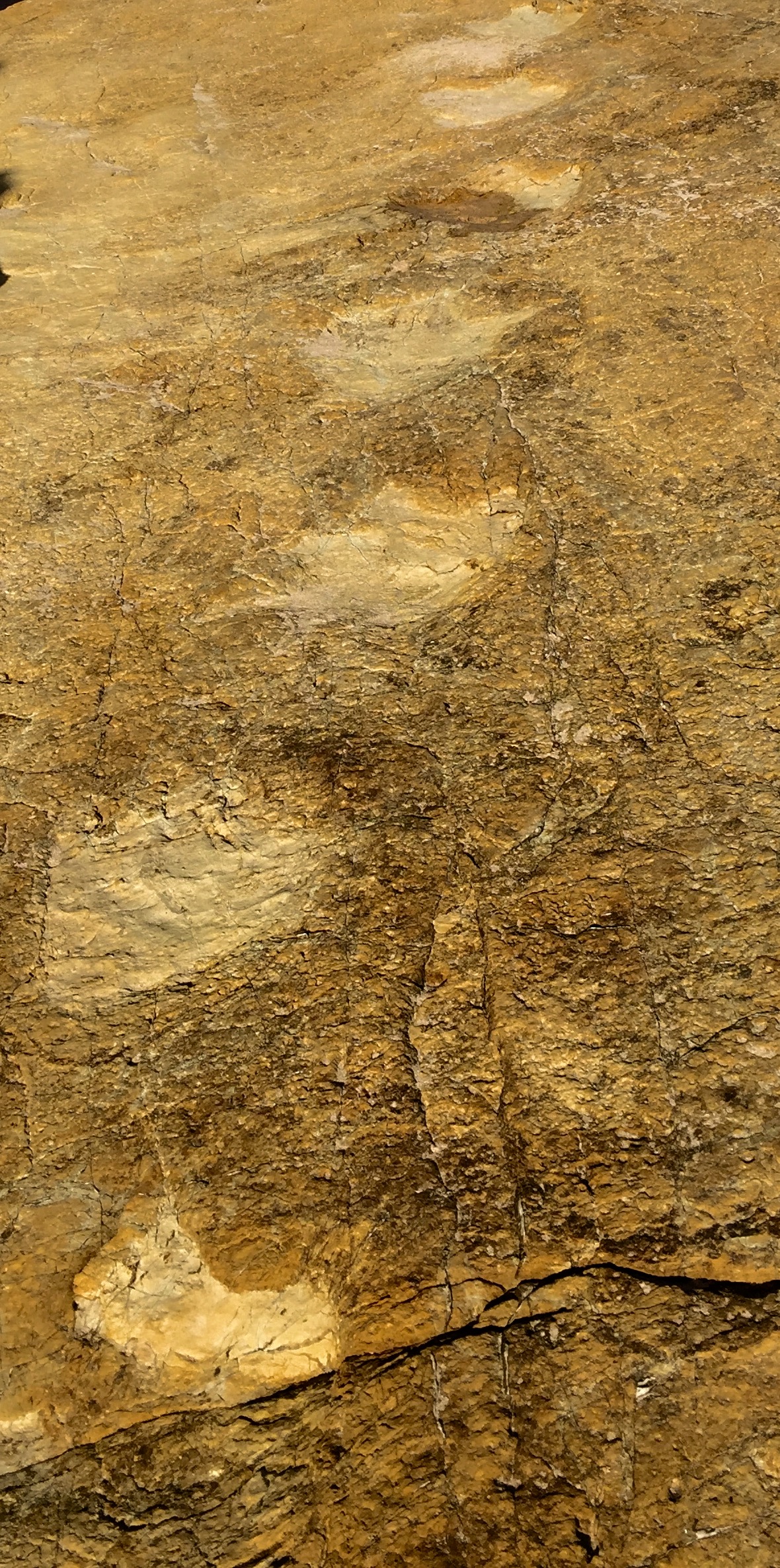 Trójpalczaste tropy dinozaura z grupy iguanodonów na skalnej płycie przy plaży w Salemie.