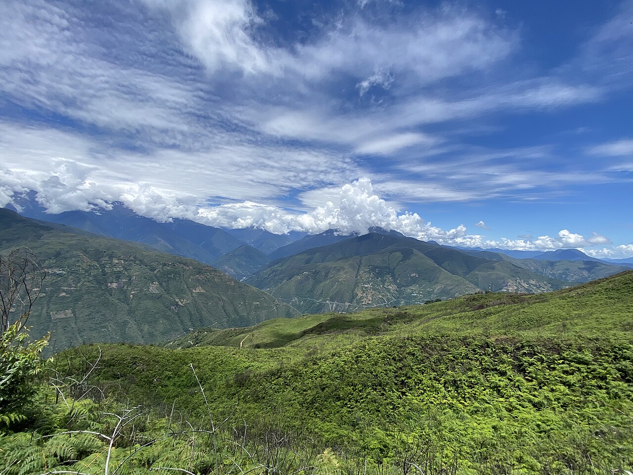 Tarasy z krzewami koki na stokach Sud Yungas.