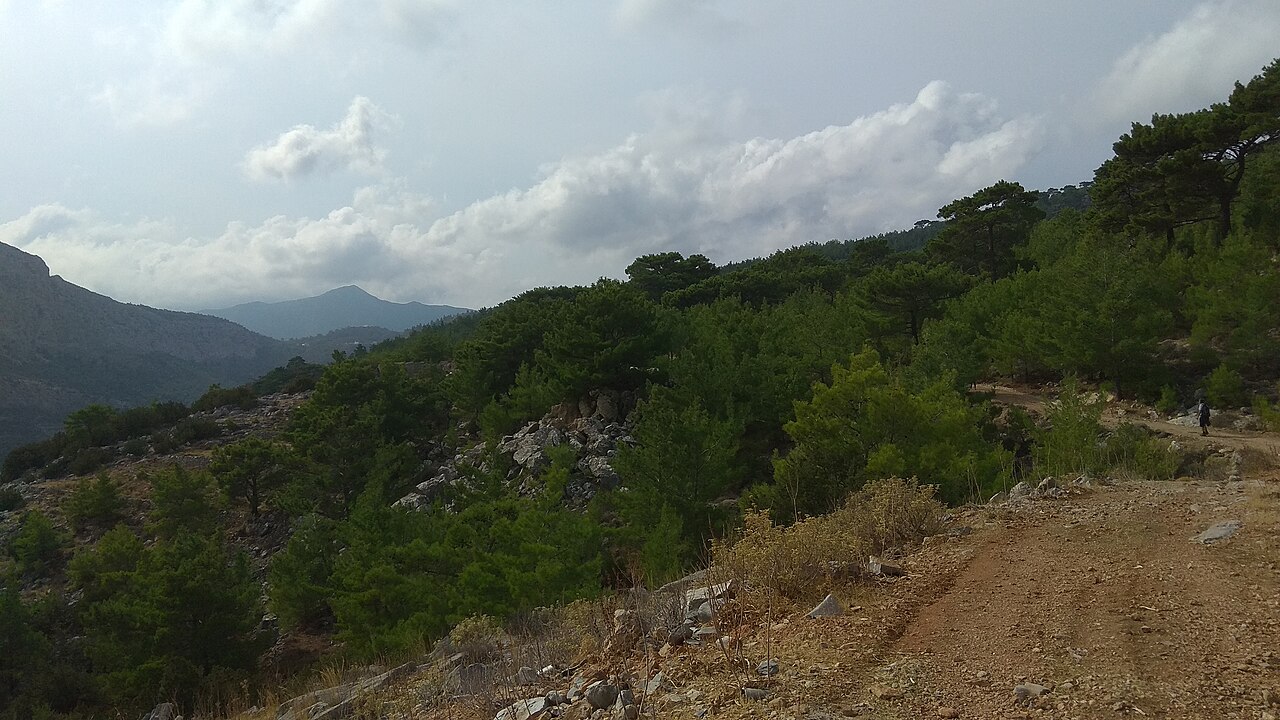 Lasy sosnowe w górach środkowej Karpathos, na obszarze Natura 2000