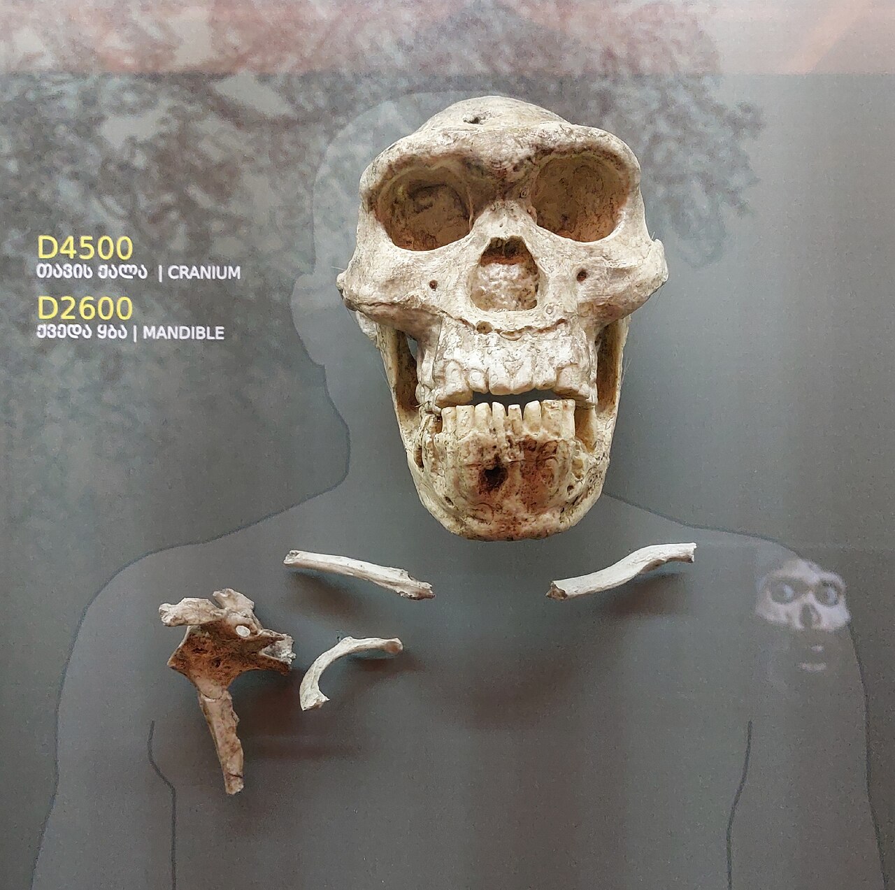 Czaszka 5 (D4500) z żuchwą D2600 w Muzeum Narodowym w Tbilisi – najpełniejsza czaszka dorosłego człowieka sprzed ok. 1,8 mln lat
