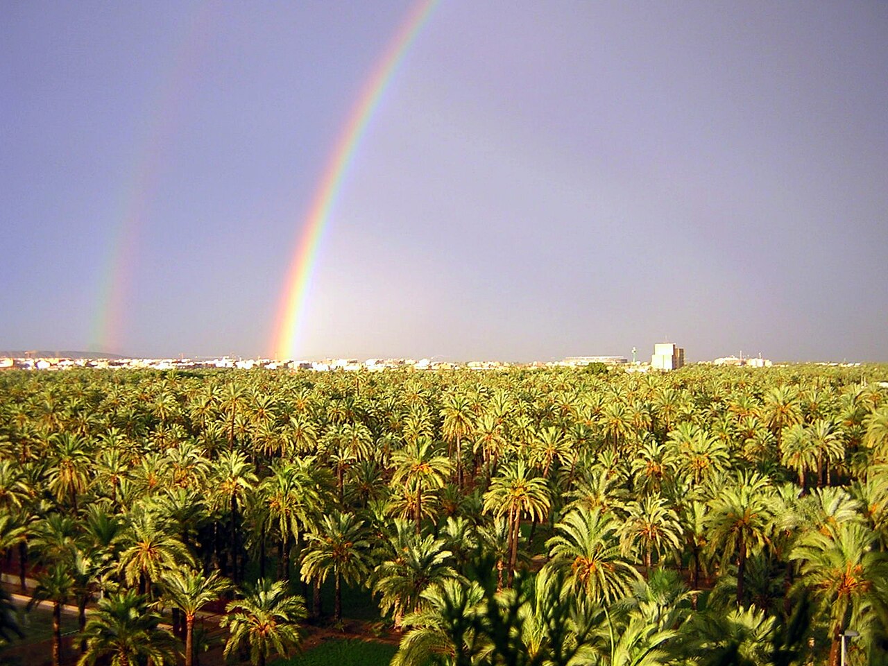 Elche (Elx): Palmeral i L'Alcúdia