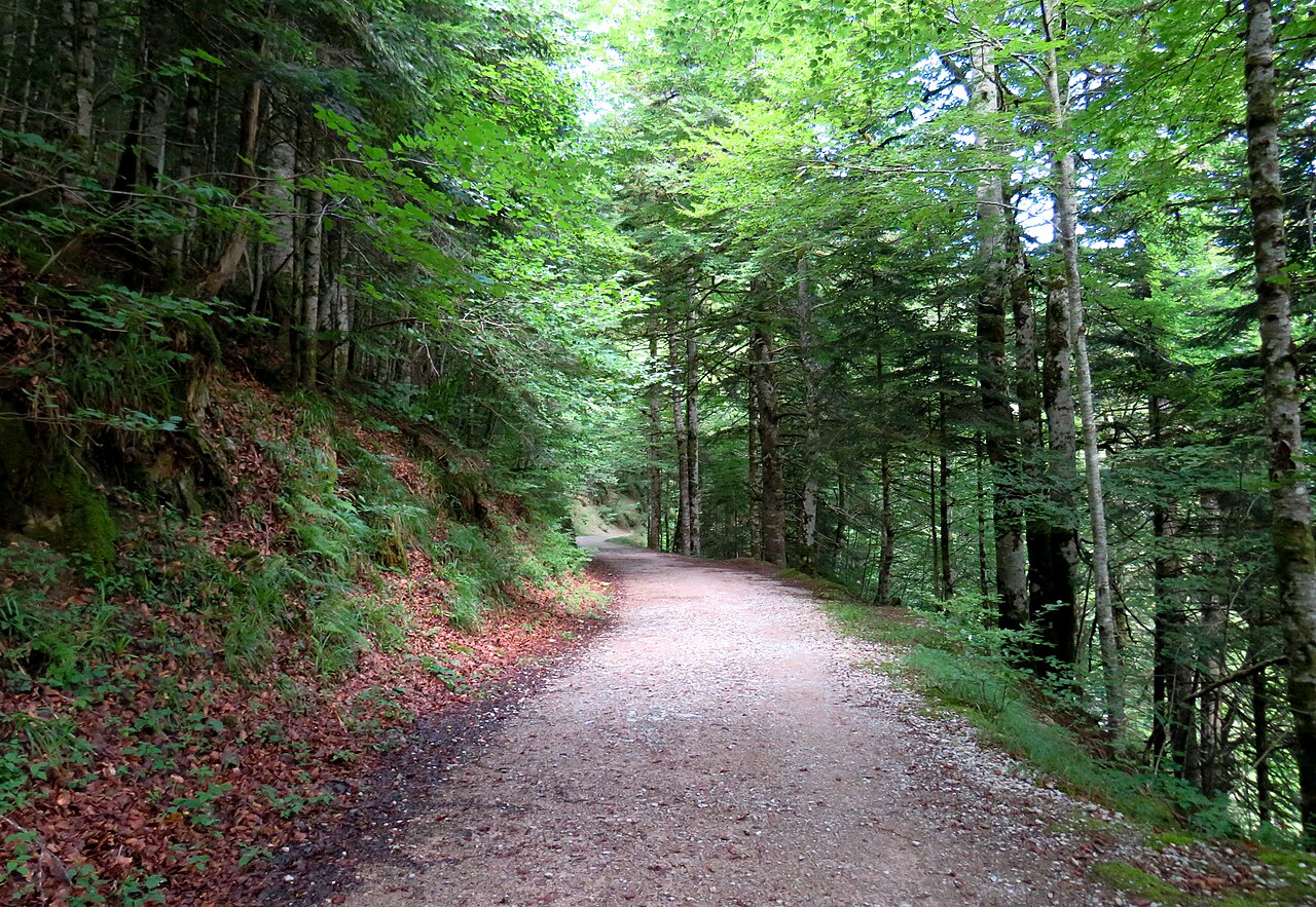 Selva de Irati (Puszcza Irati, Iratiko oihana)