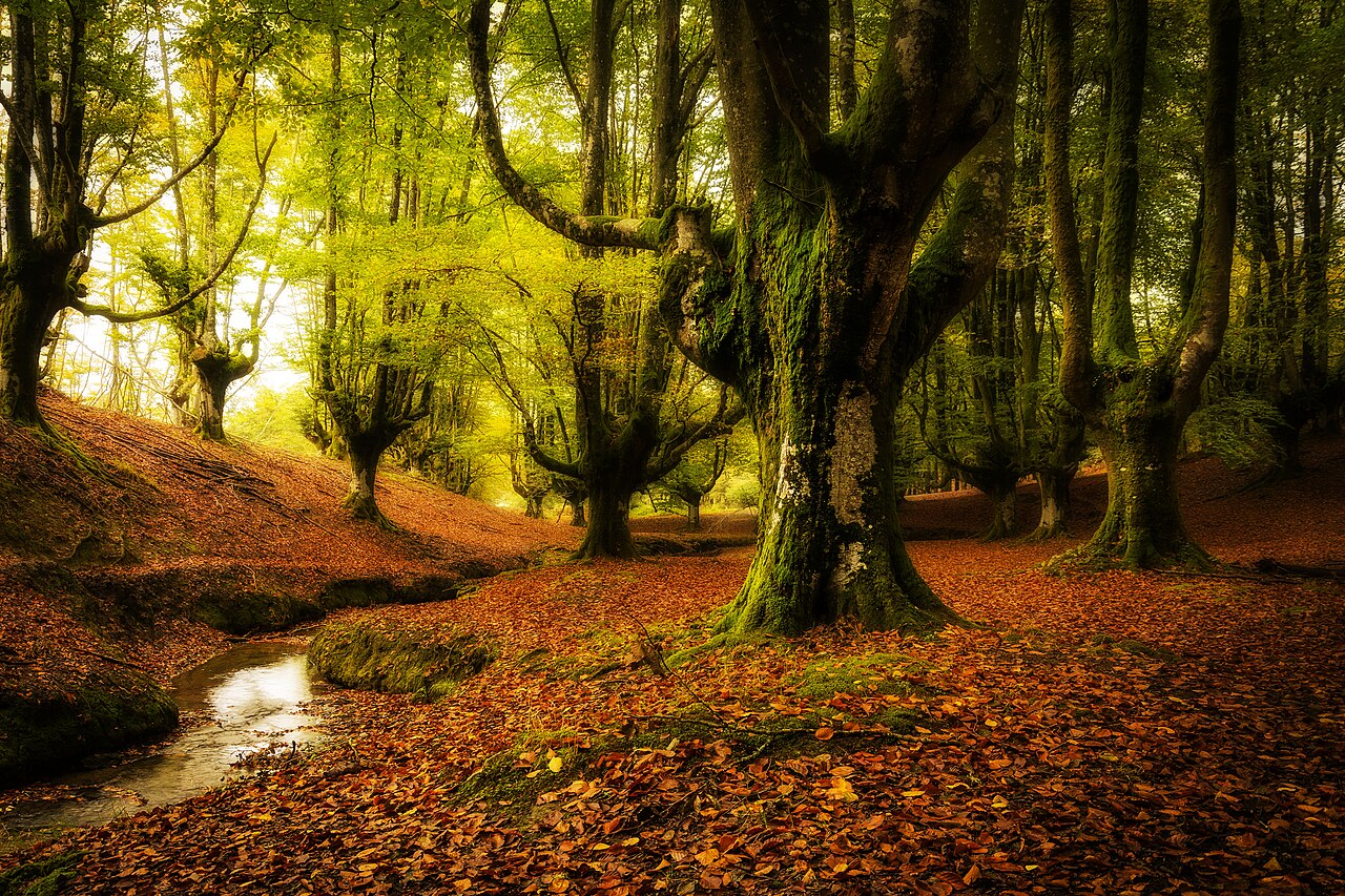 Hayedo de Otzarreta (park Gorbeia)