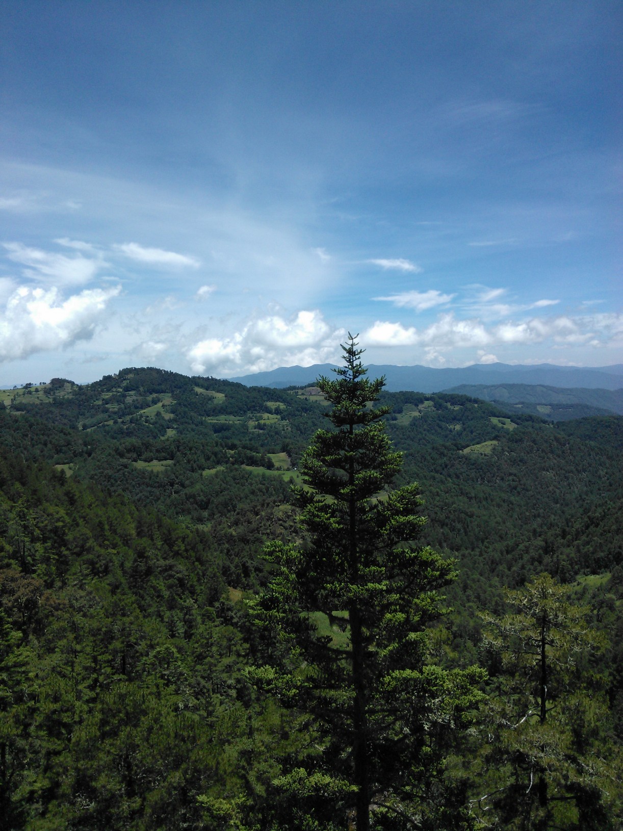 Lasy sosnowo-dębowe Sierra Norte w okolicy Cuajimoloyas