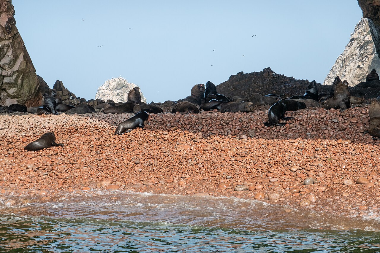 Lwy morskie na kamienistym brzegu Islas Ballestas