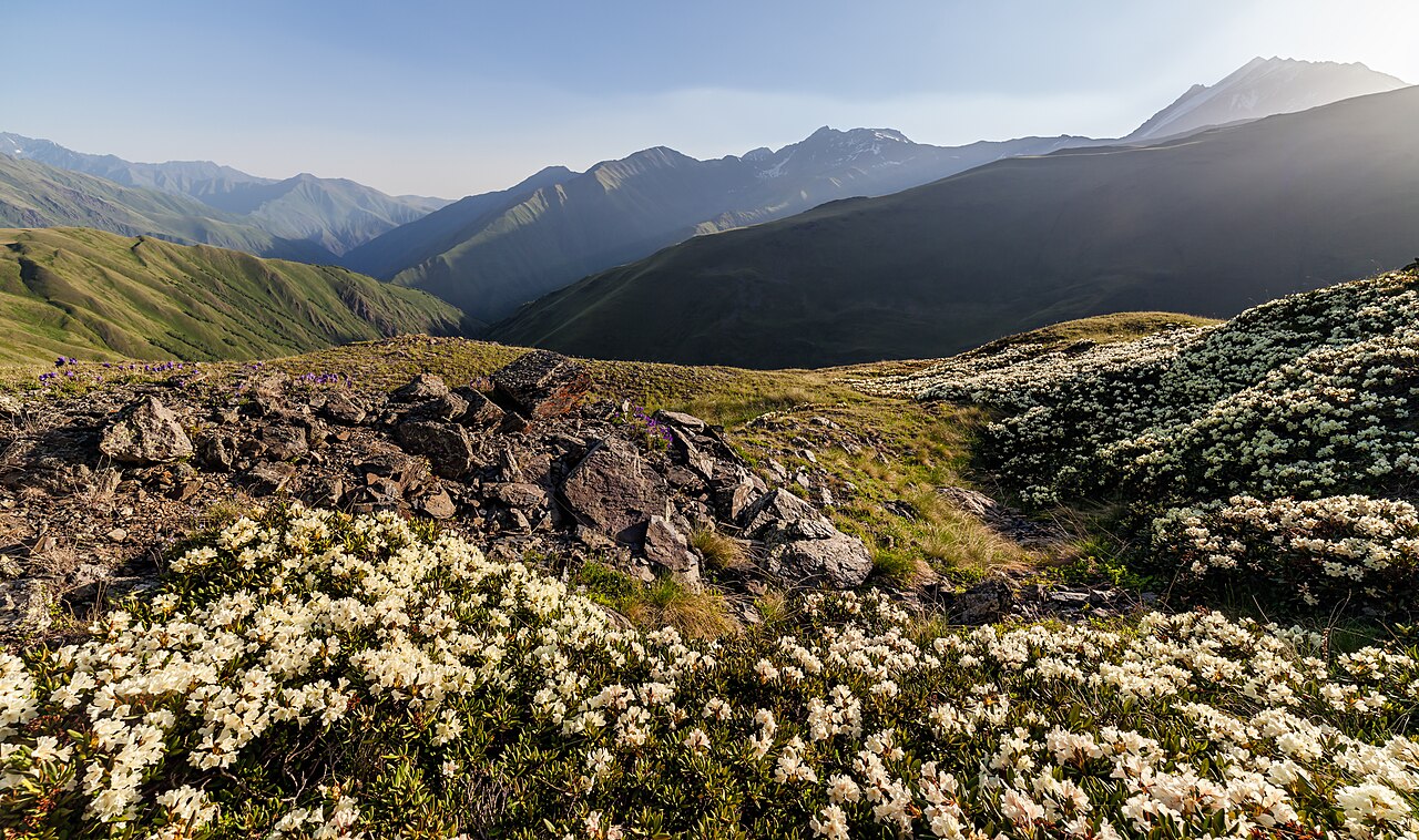 Kwitnące różaneczniki na grzbiecie Chidotani w Chewsuretii, w tle Tebulosmta (4493 m) na granicy z Czeczenią