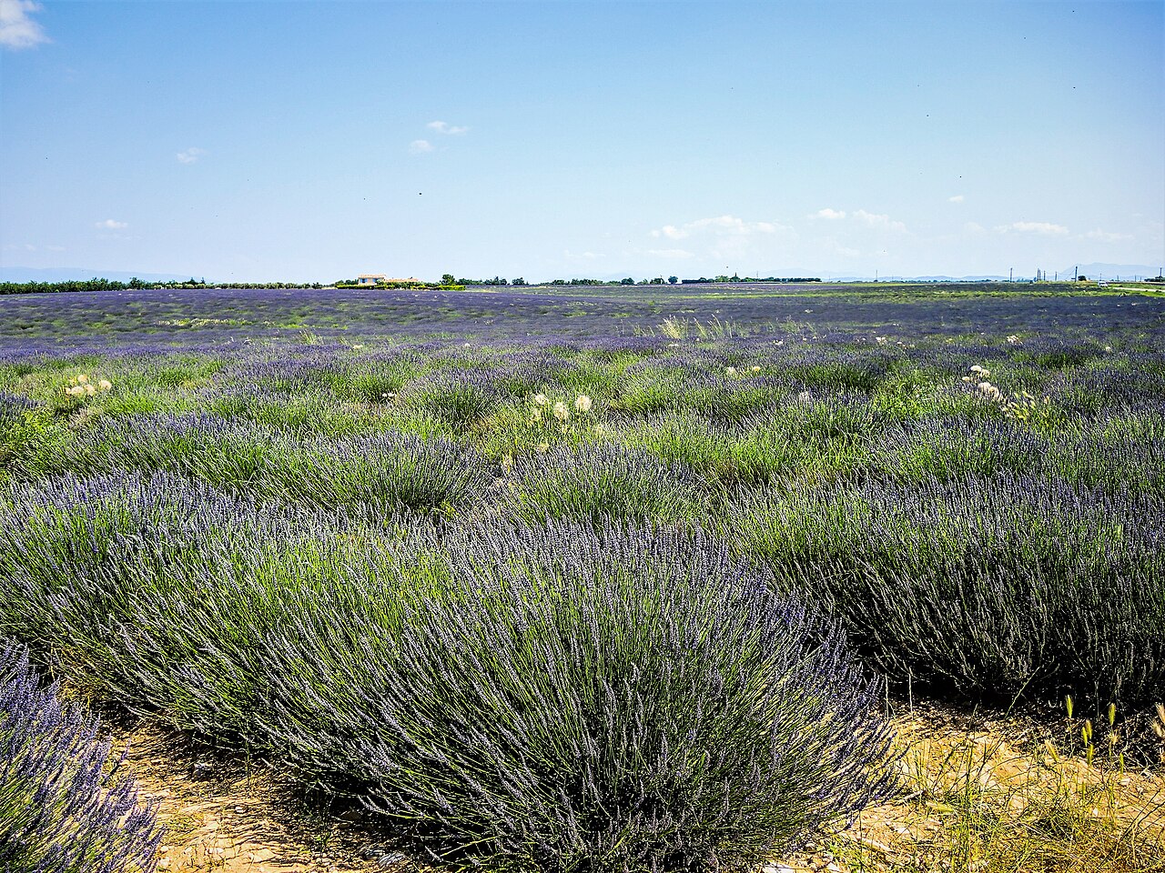Provence / Prowansja