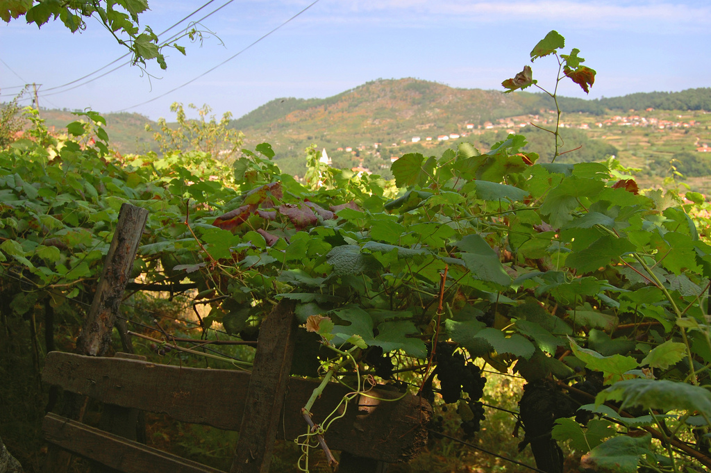 Winorośl vinho verde i rozproszone wsie na zboczach Minho