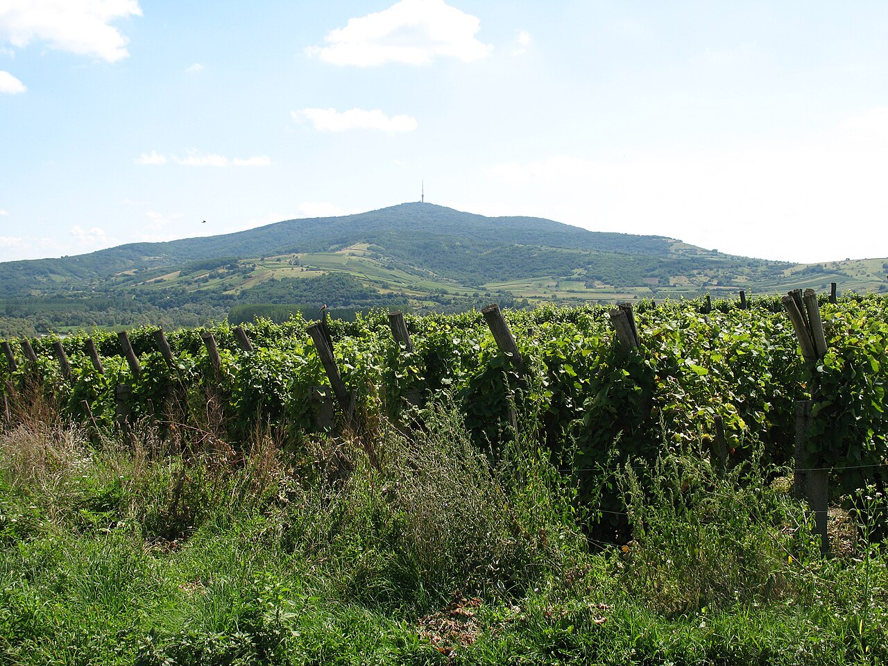 Góra Tokajska nad winnicami Tokaj-Hegyalja, widziana z Bodrogkeresztúr